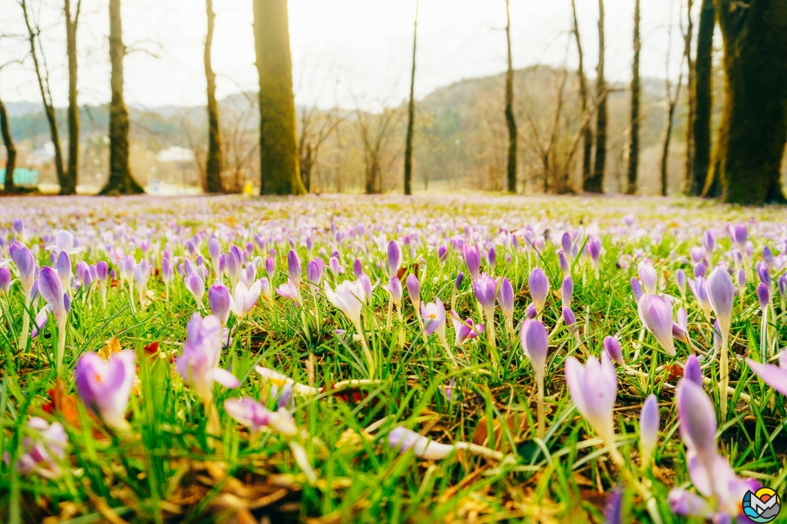 Crocus blooming in Cetinje, Montenegro